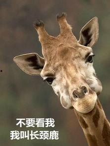 厦门爆料长颈鹿事件视频,视频揭秘惊心动魄一幕